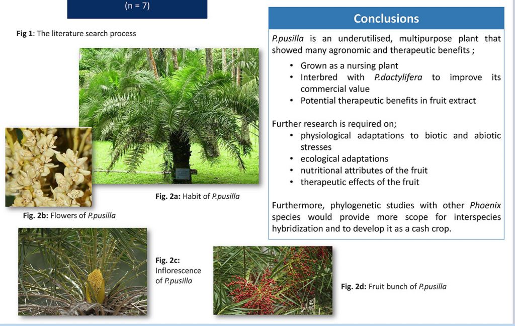 IRSUWU2018_Date palm II - Featured